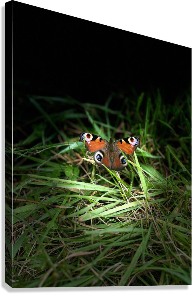 Scenes from the Trail- Butterfly Canvas Print