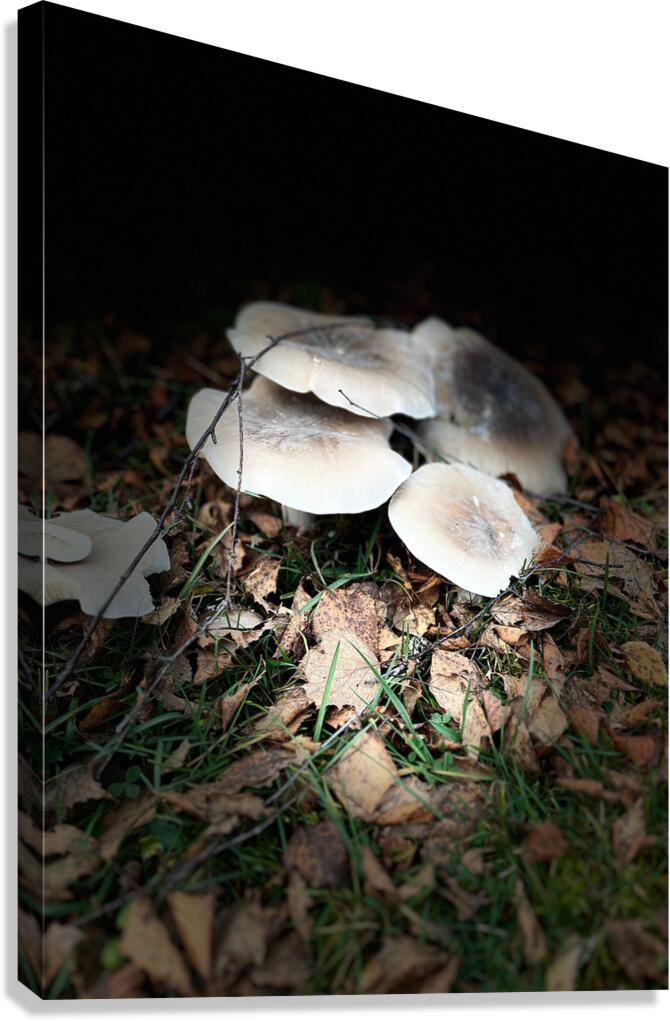 Scenes from the Trail -Autumnal Forest Mushroooms Canvas Print