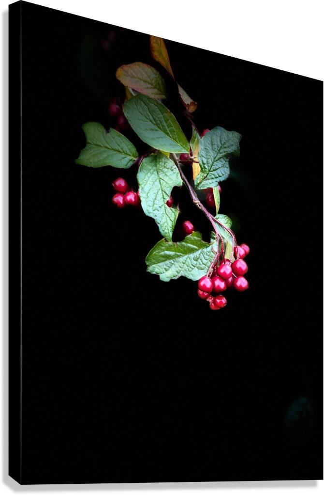 Cotoneaster in the Darkness Canvas Print