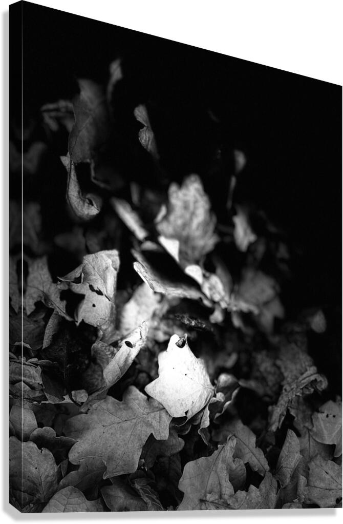 Scenes from the Trail  -Autumnal Leaves in Black and White  Canvas Print