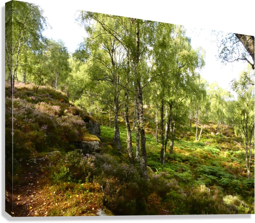 Spring Calls for the Scottish Highlands Canvas Print