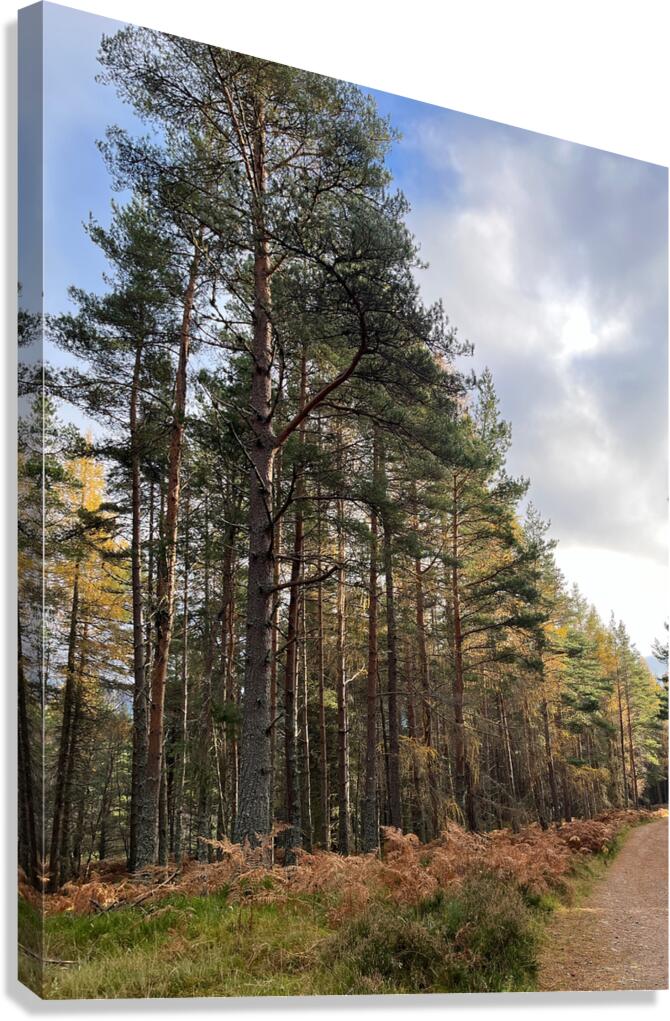 Autumnal Serenity in the Scottish Highlands Canvas Print