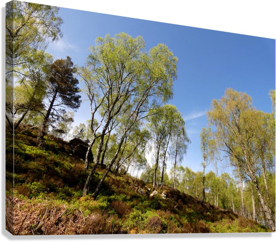  Scottish Highlands Woodland Image  Canvas Print