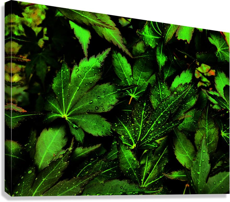  Artistic Autumnal Acer Leaves Too Canvas Print