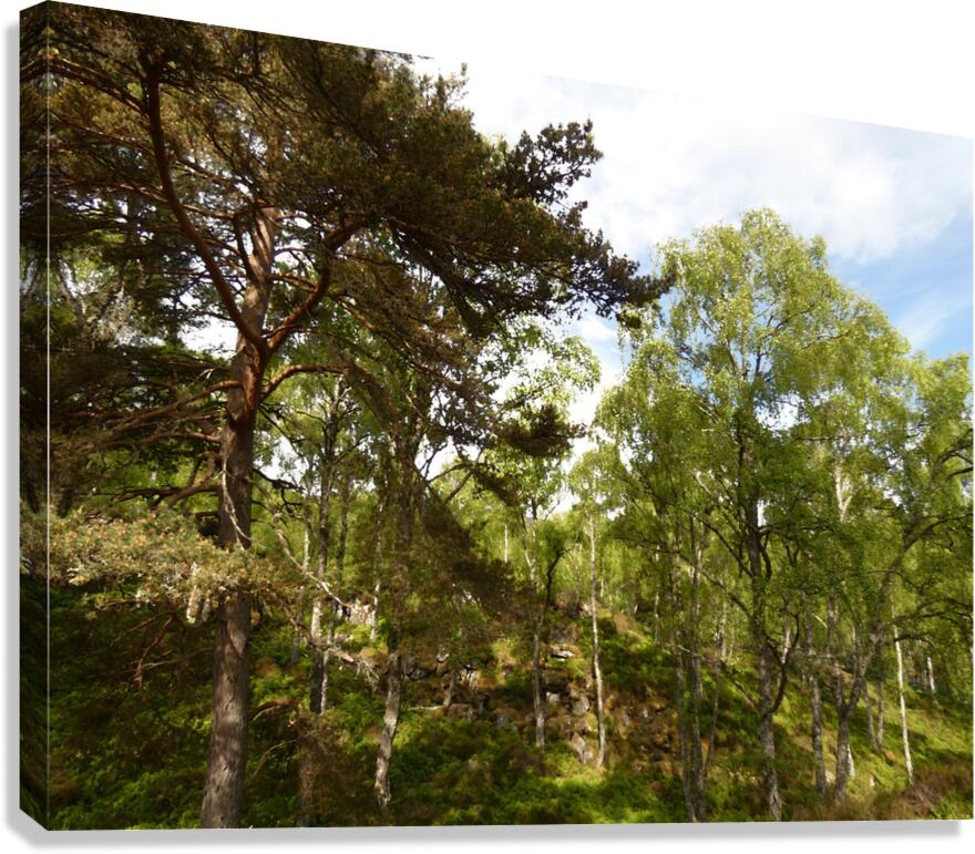 Impressionistic Scottish Highlands Forest   Canvas Print