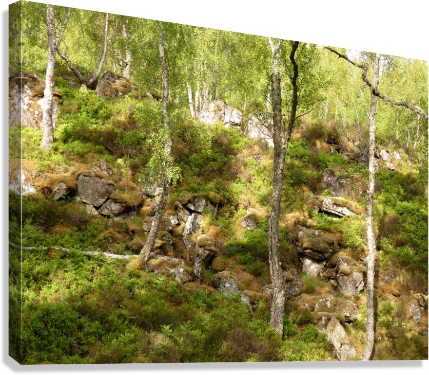 Birch Heather Blay Berries and Moss in the Scottish Highlands Canvas Print