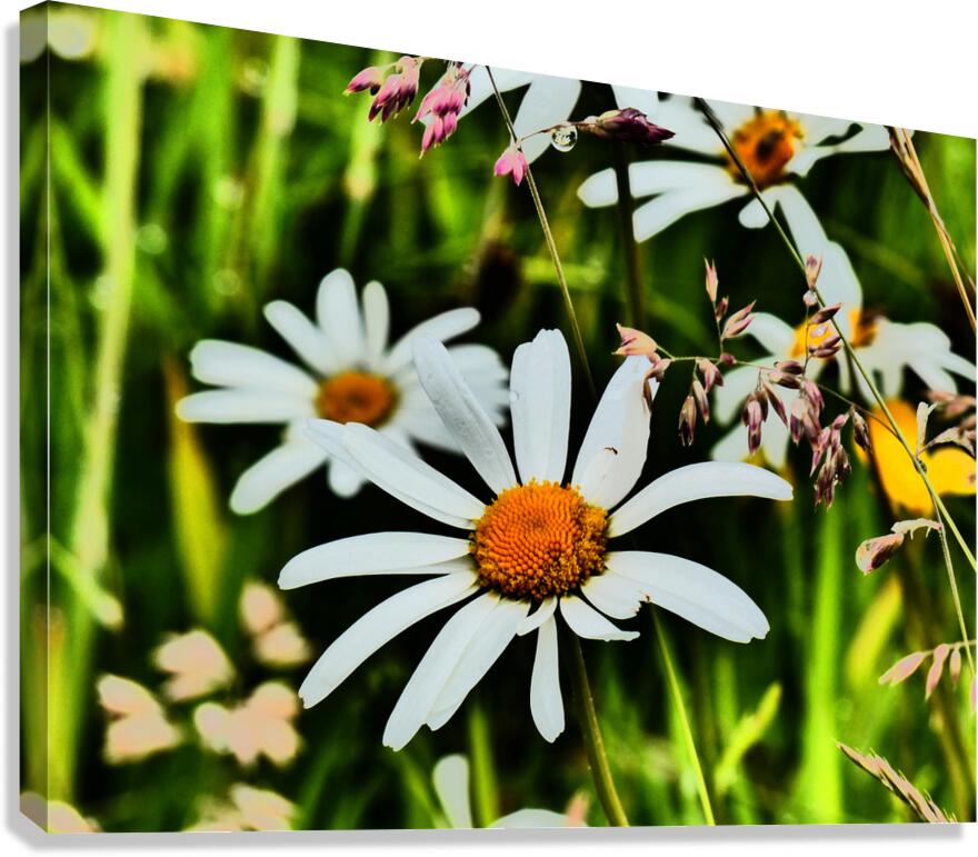  Wild Daises in the Scottish Highlands  Canvas Print