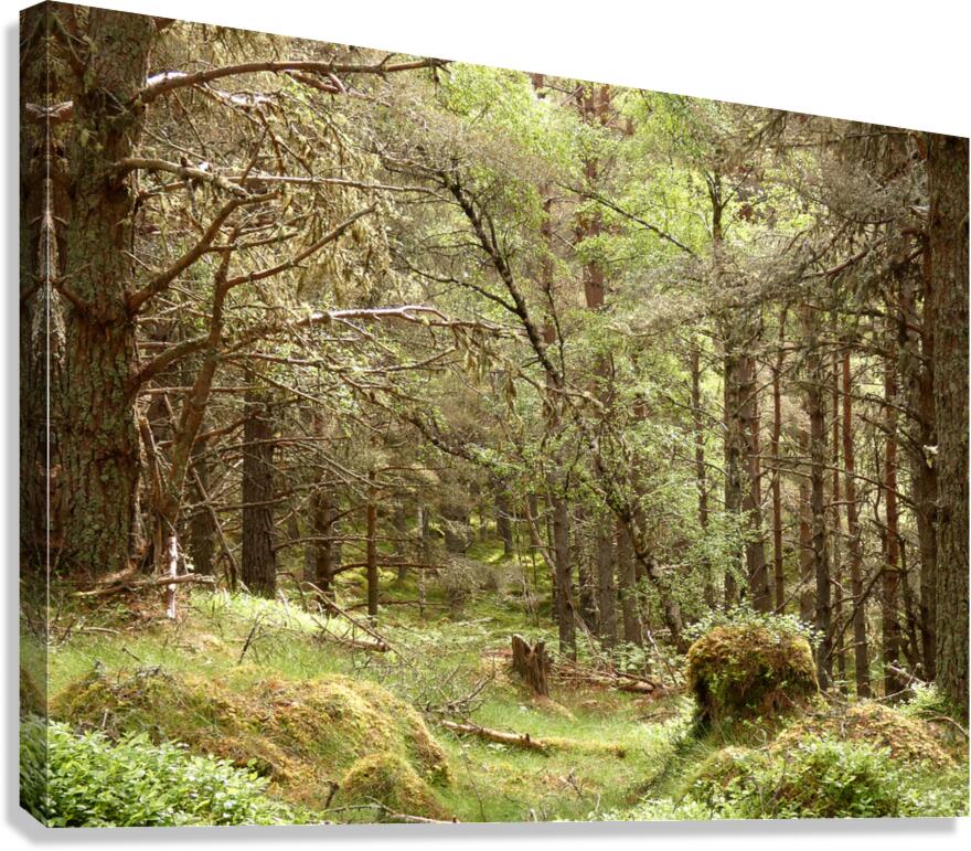 Forest Wonderland in the Scottish Highlands Canvas Print