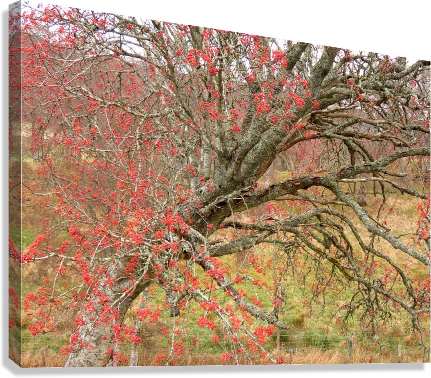 Scottish Highlands Rowan Tree   Canvas Print