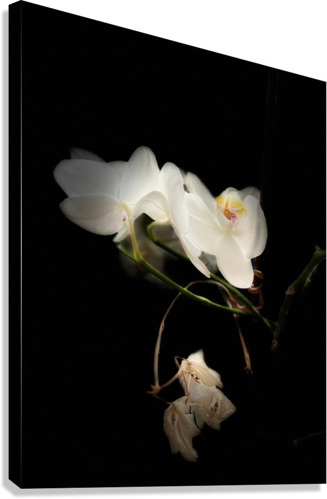 Portraits of Plants  Orchids in the Darkness  Canvas Print