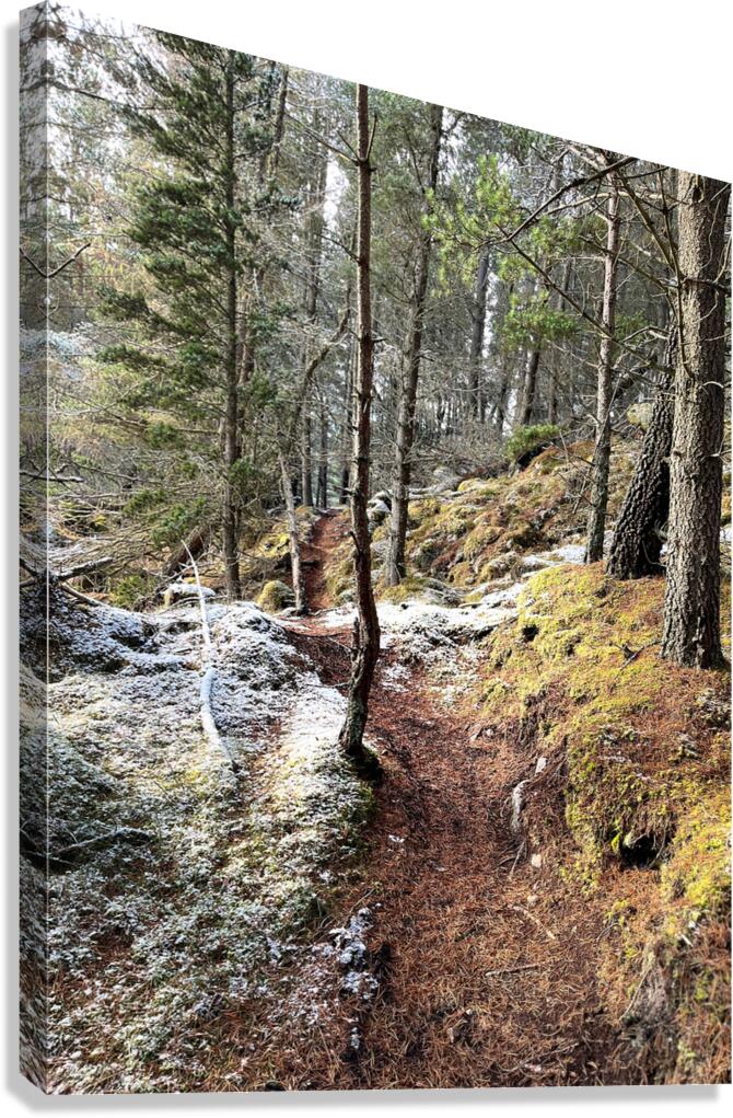 Scenes from the Trail- Winter Nature Walk Canvas Print