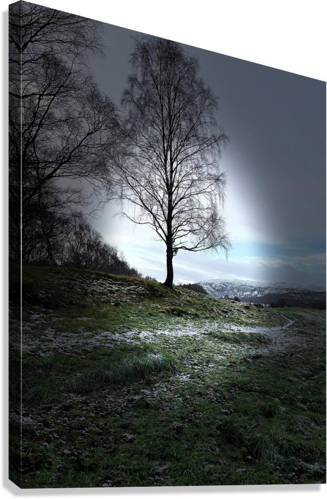  Scenes from the Trail- Tree Canvas Print