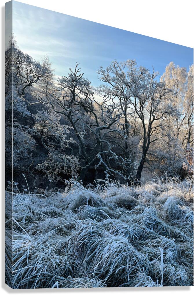 Frosty Nature in the Scottish Highlands  Canvas Print