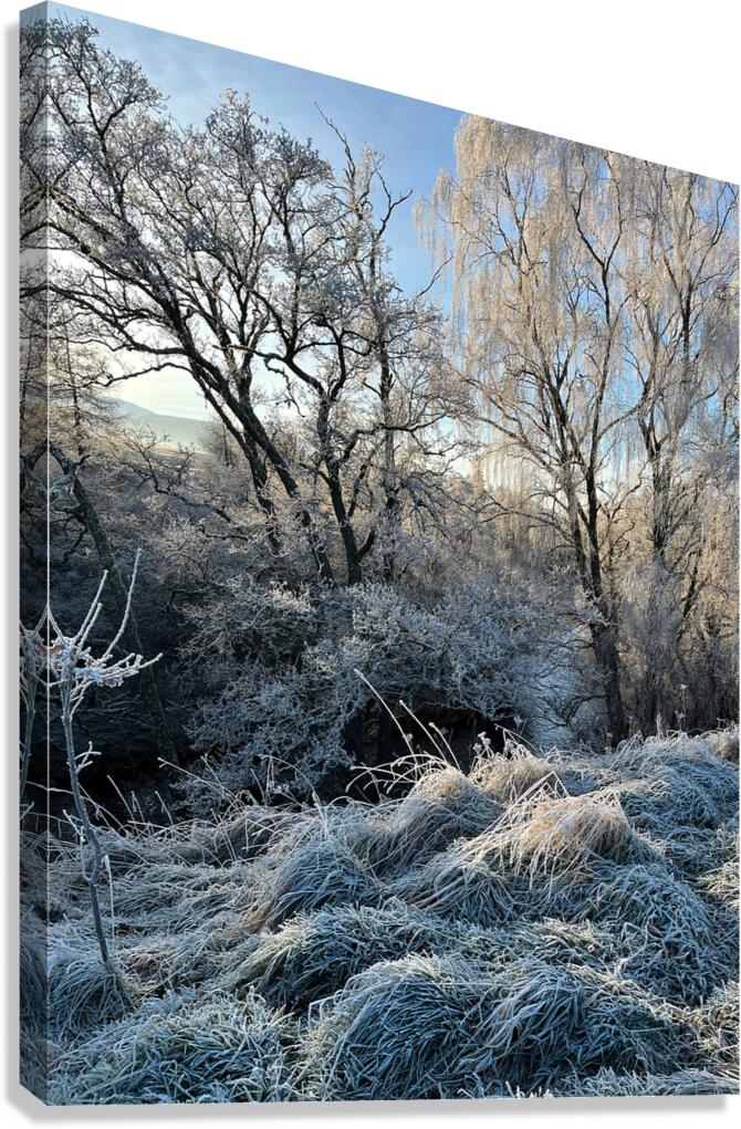 Winters Frosty Nature in the Scottish Highlands  Canvas Print