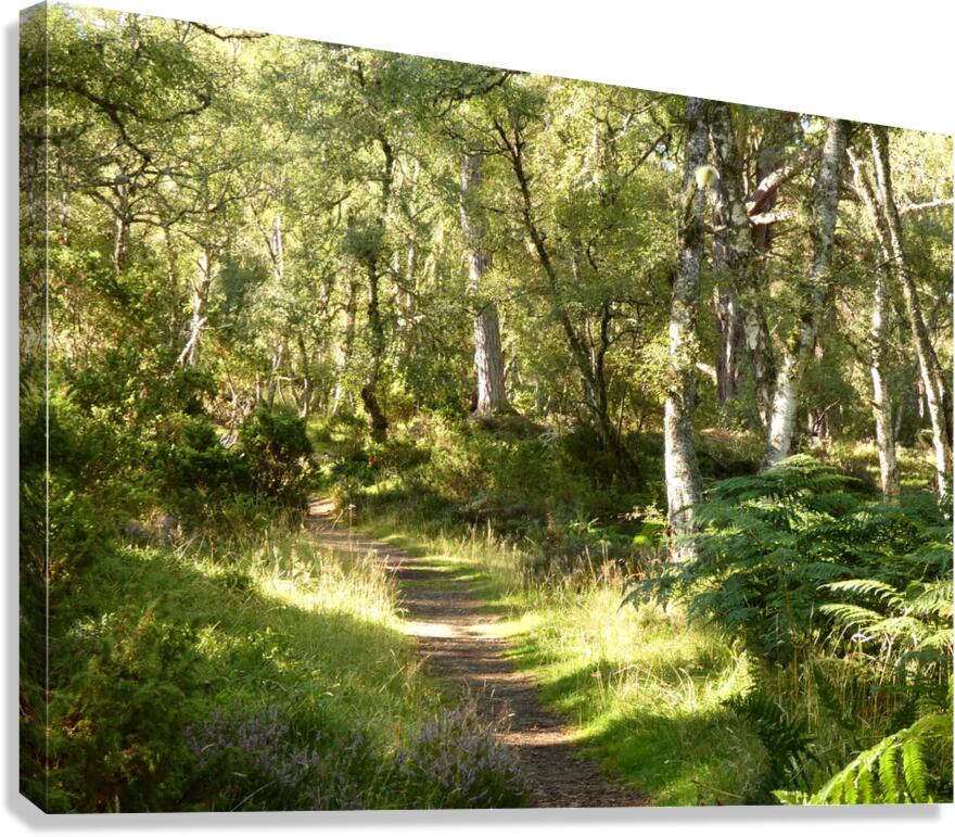 Summers  Golden Path Through the Scottish Highlands Canvas Print