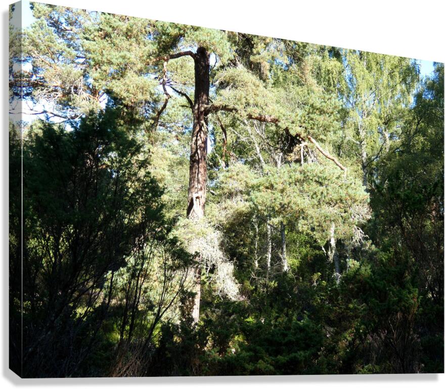 Forests Light and Shadow Play in the Scottish Highlands  Canvas Print