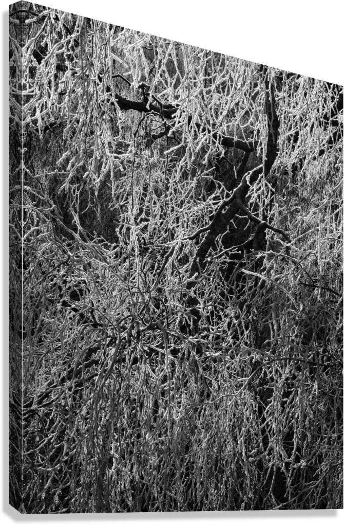 Frosty Birch Tree of the Scottish Highlands  Canvas Print