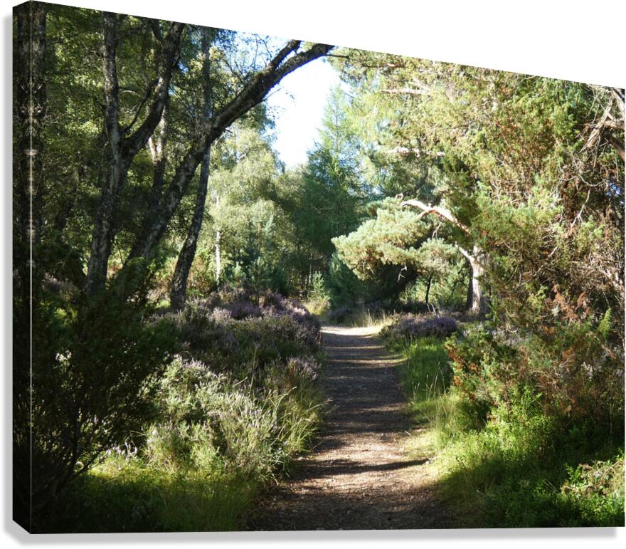 Natures Adventure Path in the Scottish Highlands Canvas Print