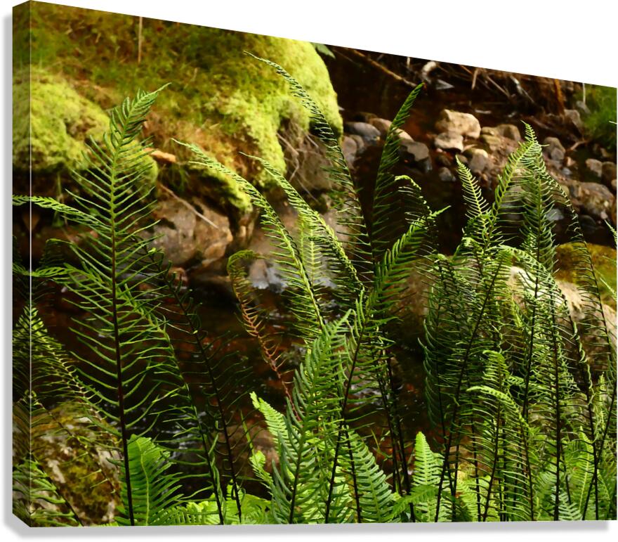 Summer Forest Ferns in the Scottish Highlands  Canvas Print