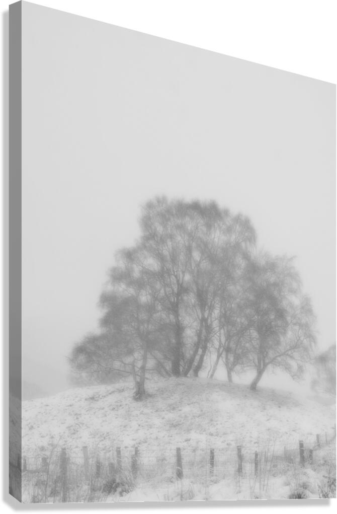 Birch Tree Winter White Out in the Scottish Highl Canvas Print