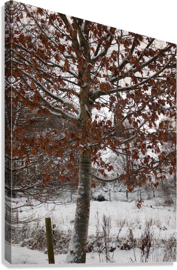 Winter Came Early to the Scottish HIghlands  Canvas Print