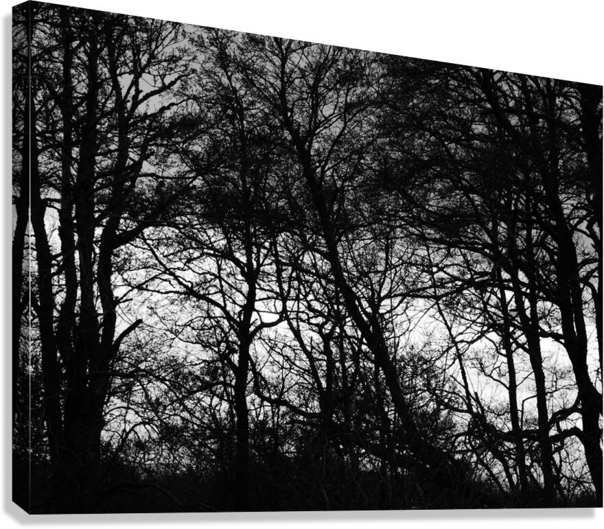 Winters Black and White Trees in the Scottish Highlands Canvas Print