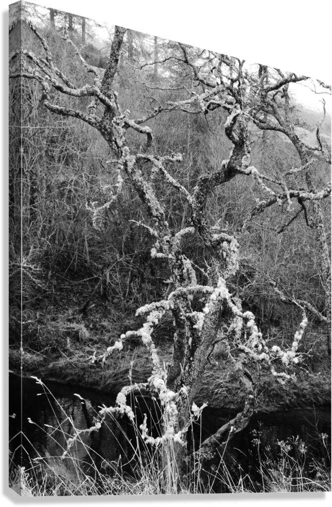 Black and White Winter in the Scottish Highlands Canvas Print