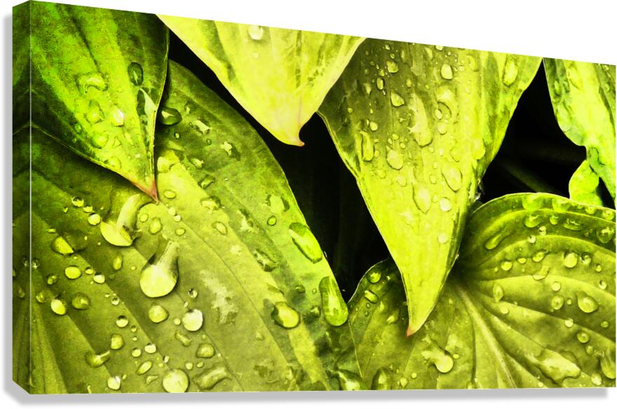  Impressionistic Hosta Leaves  Canvas Print