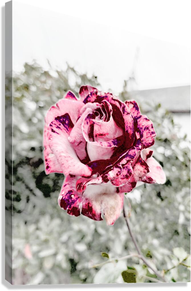 Abstract Rose Garden Canvas Print