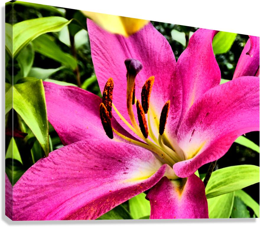 Vibrant Lily Canvas Print