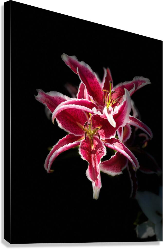 Vibrant Pink Lilies Canvas Print