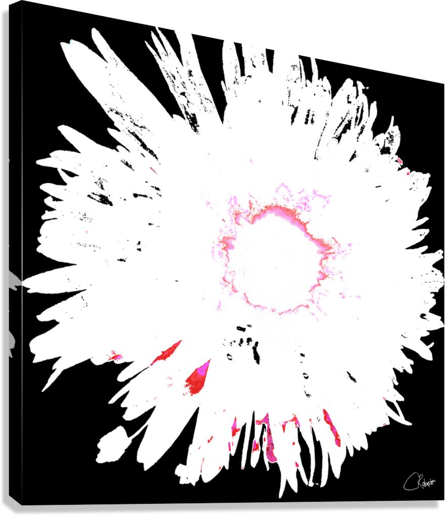 Distressed Abstract White and Pink Daisy on a Black Background Canvas Print