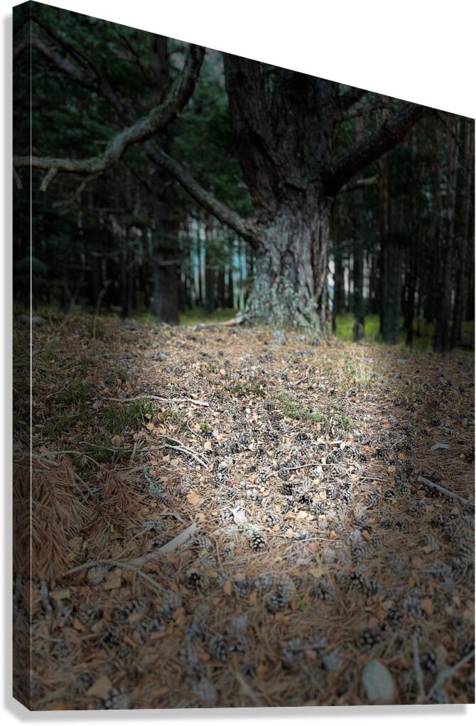 Scenes from the Trail- Forest Floor Canvas Print