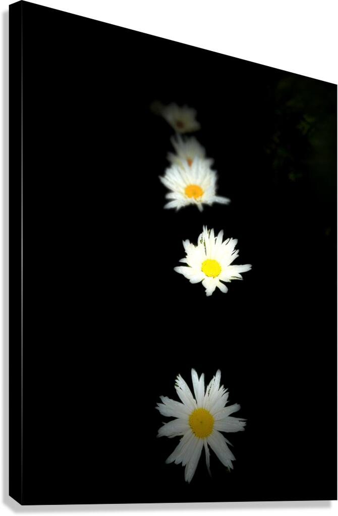 Portraits of Plants-Daises Out of Darkness Canvas Print