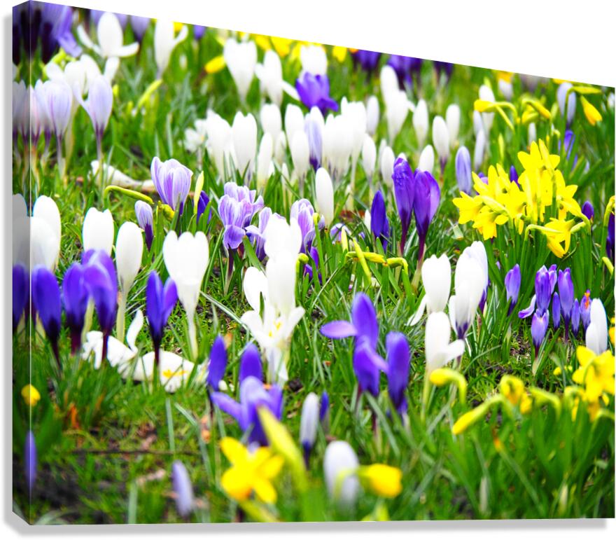 Spring Flower Meadow                                                                                                 Canvas Print