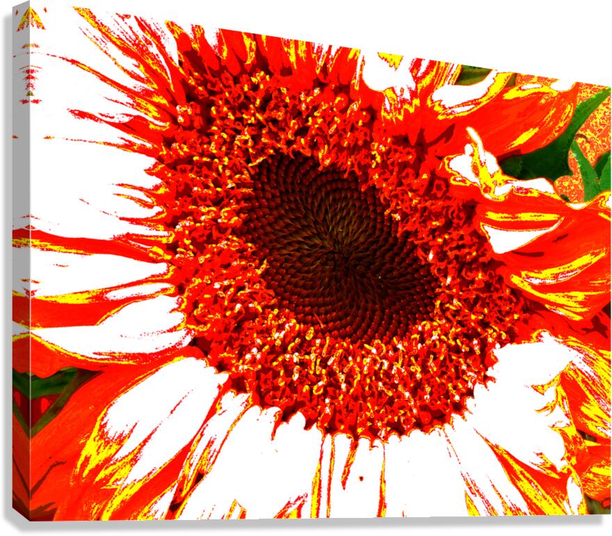 Abstract Vibrant Red Sunflower Canvas Print