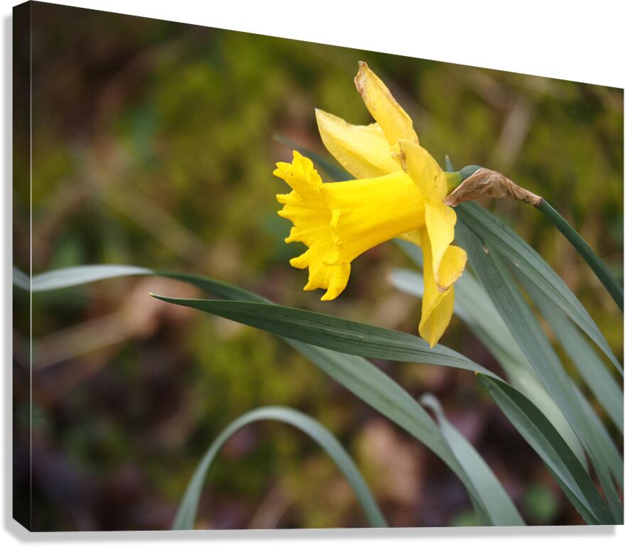     Lone Spring Daffodil                                                                                                                  Canvas Print