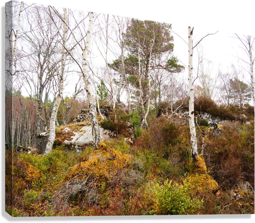   Fairies Delight in the Scottish Highlands                                                                                                                    Canvas Print