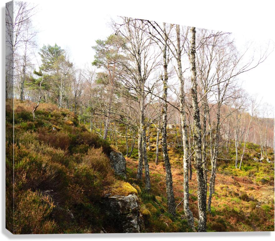 Springs Birch Song for the Scottish Highlands                                                                                                                      Canvas Print