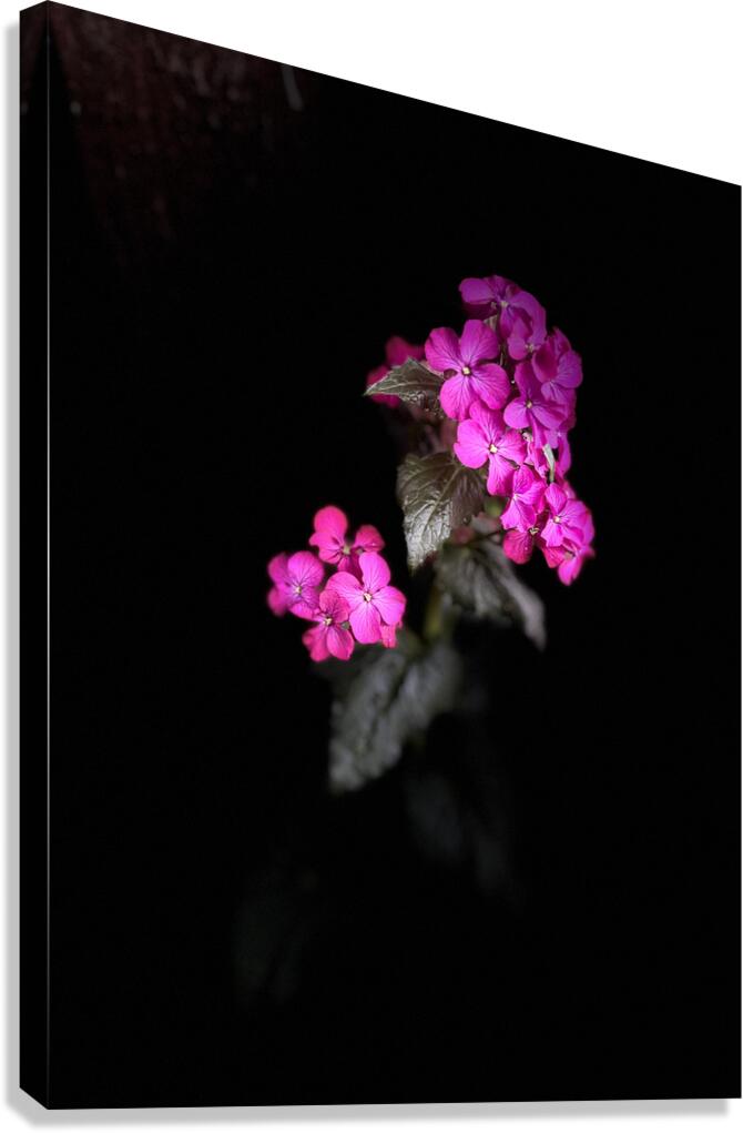 Portrait of Plants- Colour Out of Darkness Canvas Print