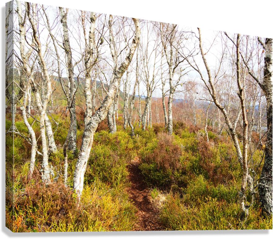  Scottish Highlands Spring Birch Trees                                                                                                                     Canvas Print