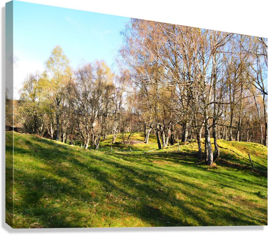 Spring Serenity in the Scottish Highlands                                                                                                                      Canvas Print