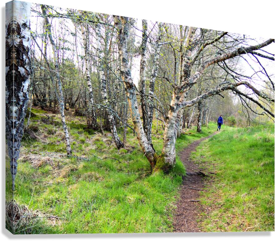  Spring Hike Through the Scottish Highlands                                                                                                                     Canvas Print