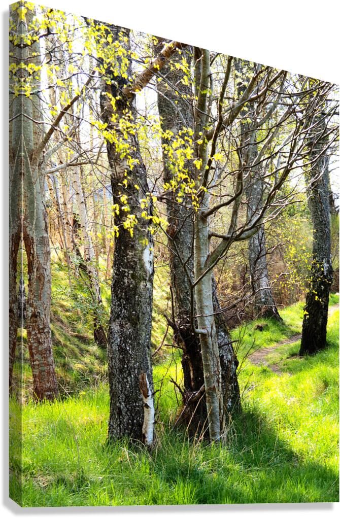  Forests Spring Light in the Scottish Highlands                                                                                                                      Canvas Print