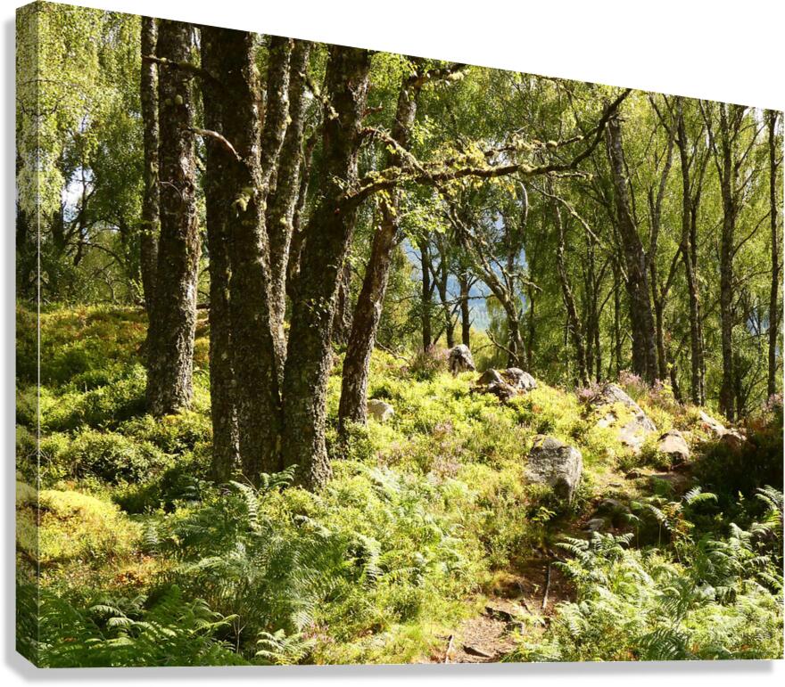 Sunlight Path Through the Scottish Highlands Canvas Print