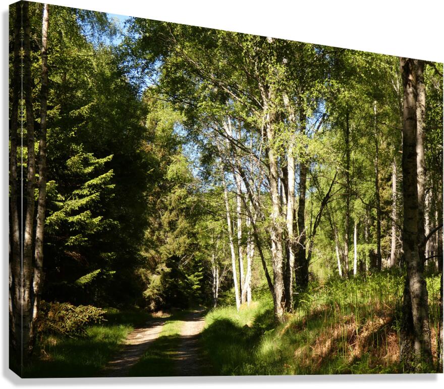Summer Forest Path Through the Scottish Highlands Canvas Print