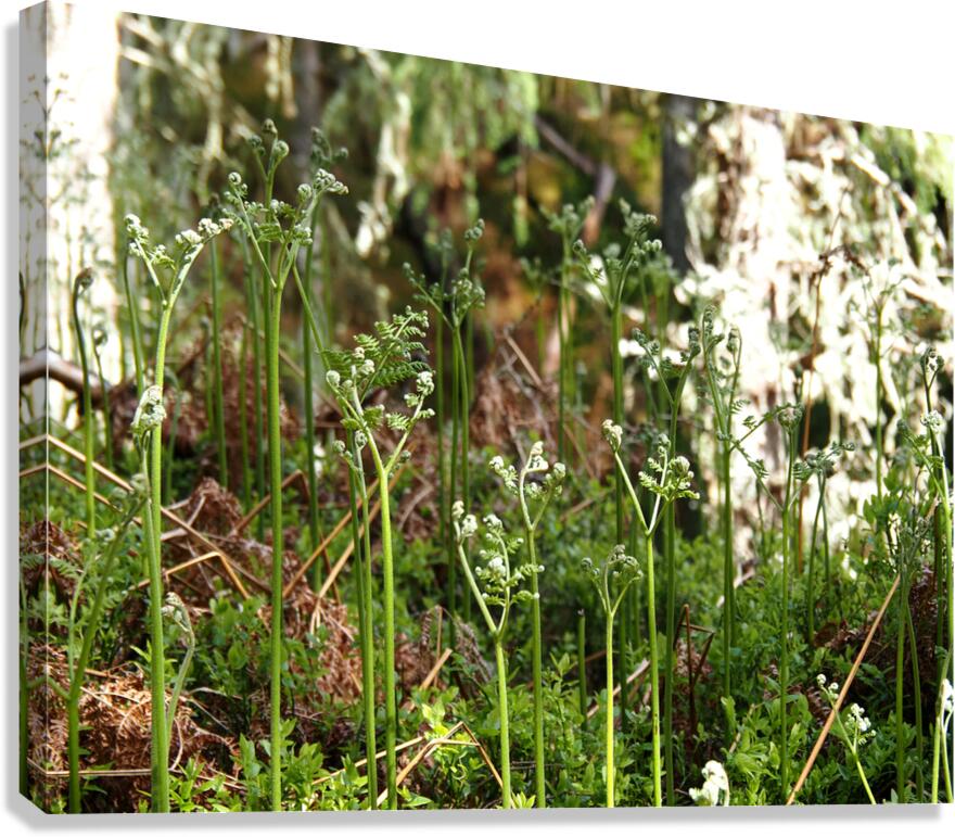 Young Ferns in the Scottish Highlands                                                                                                                      Canvas Print