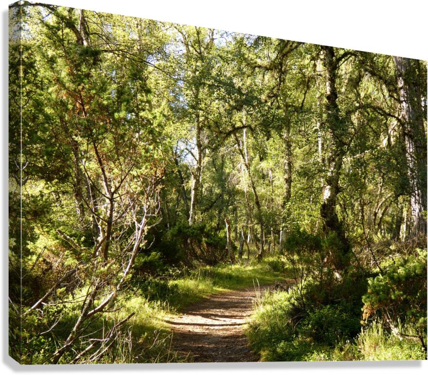 Scottish Highlands Forest Path  Canvas Print