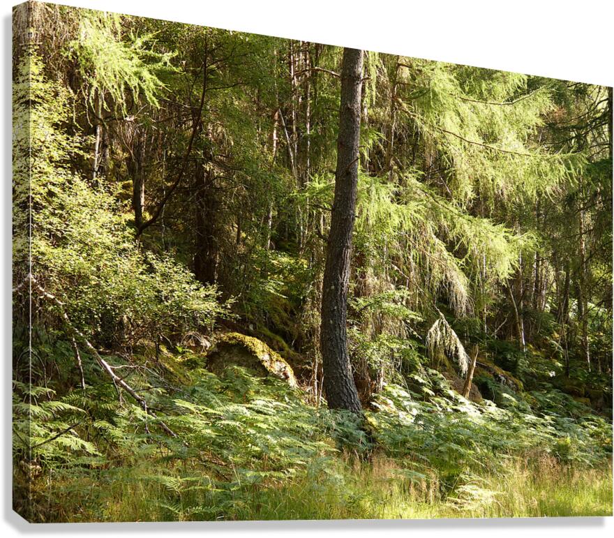 Scottish Highlands Summer Ferns in the Forest Canvas Print