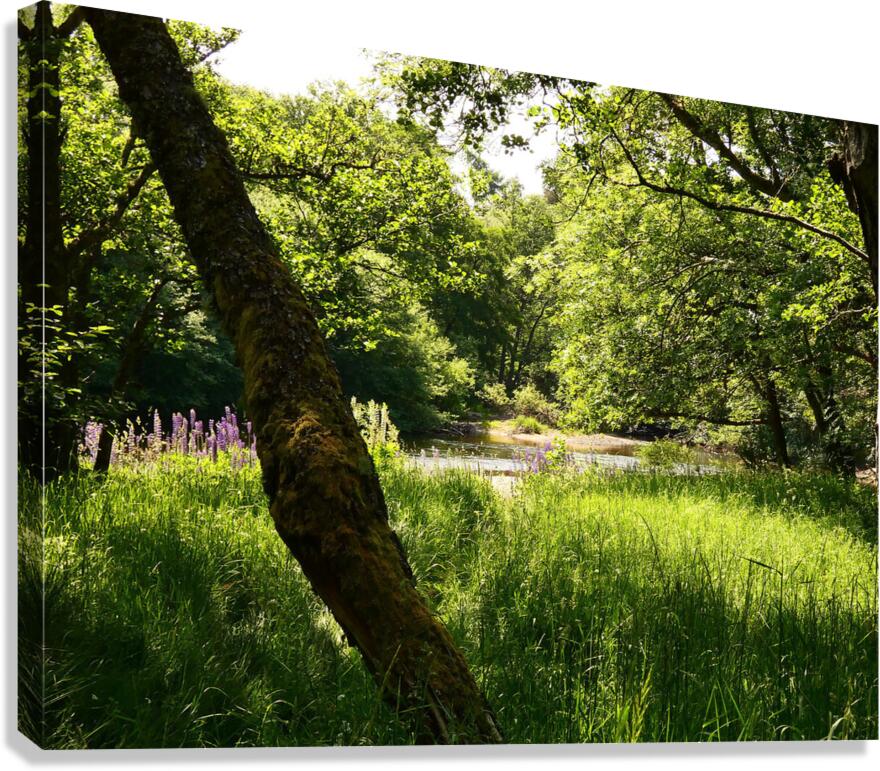 Summer in the Scottish Highlands Canvas Print